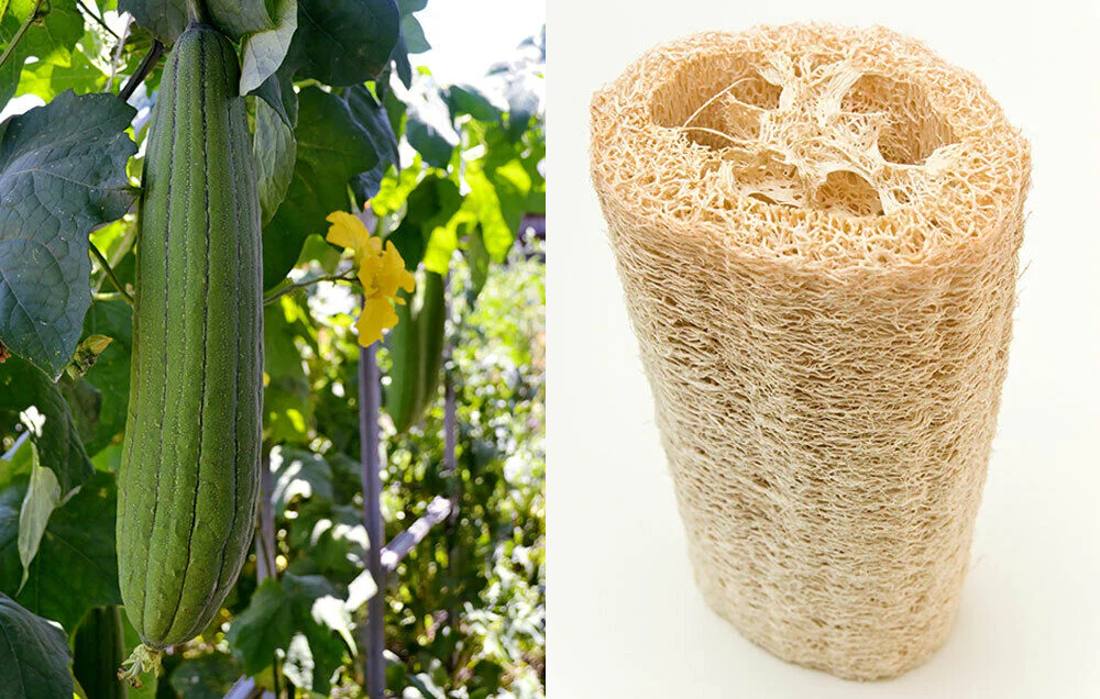 Heirloom Loofah - Image 4